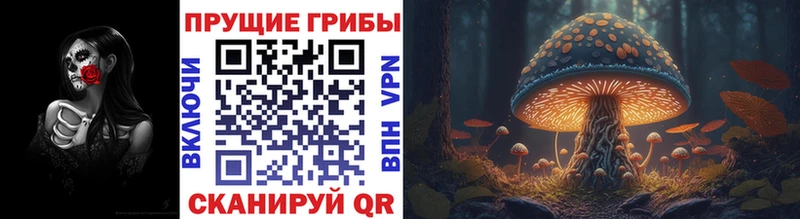 где можно купить наркотик  даркнет какой сайт  Галлюциногенные грибы Psilocybe  Макушино 